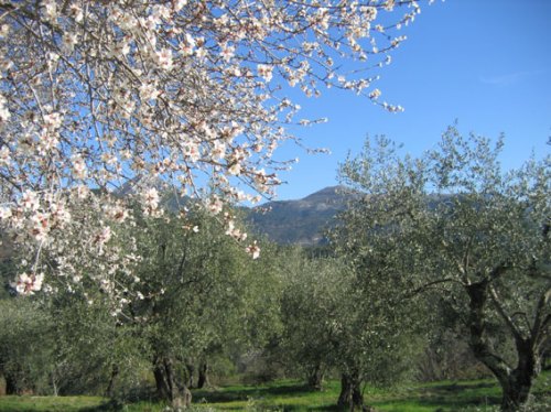 Printemps sur l'oliveraie